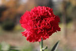 Red-carnation-flower Wallpaper by Yamio