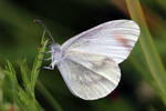 Wood White Img By 01nu-dc6n6d1 by Yamio