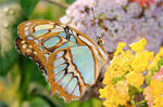 Malachite butterfly 2 by Yamio