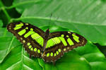 Malachite butterfly 1 by Yamio