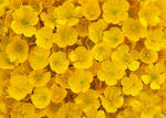 Buttercups by Yamio