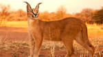 Caracal by Yamio
