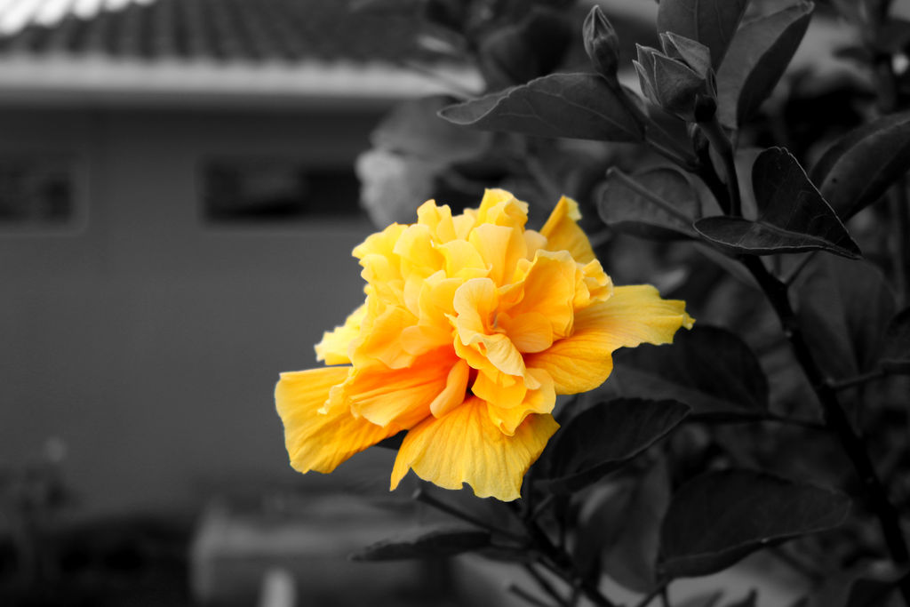 Train Station Flower Colour Splash by clausch99