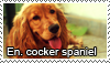 English cocker spaniel stamp by Tollerka