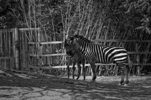 Zebras by KittyCaitlin
