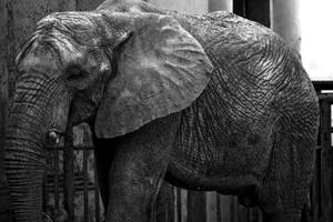 elephant by KittyCaitlin