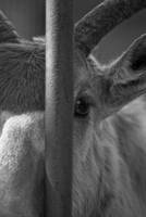 bars by KittyCaitlin