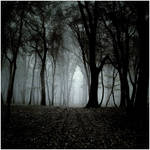 Forest II by mikeb79