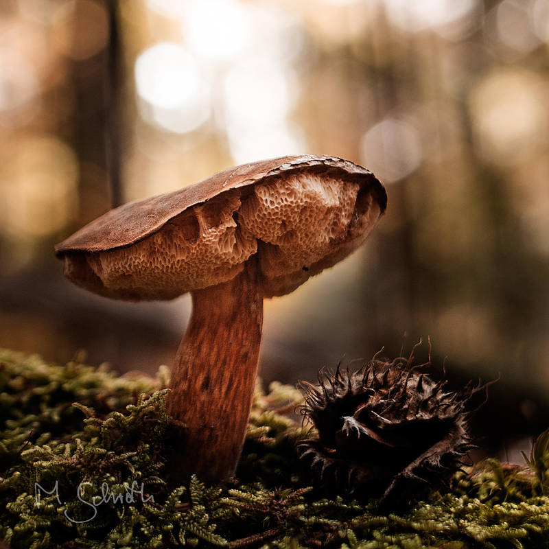 The Shroom. by marc-bruno