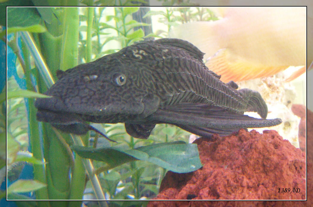 aquarium bottom feeder Aquarium bottom feeder