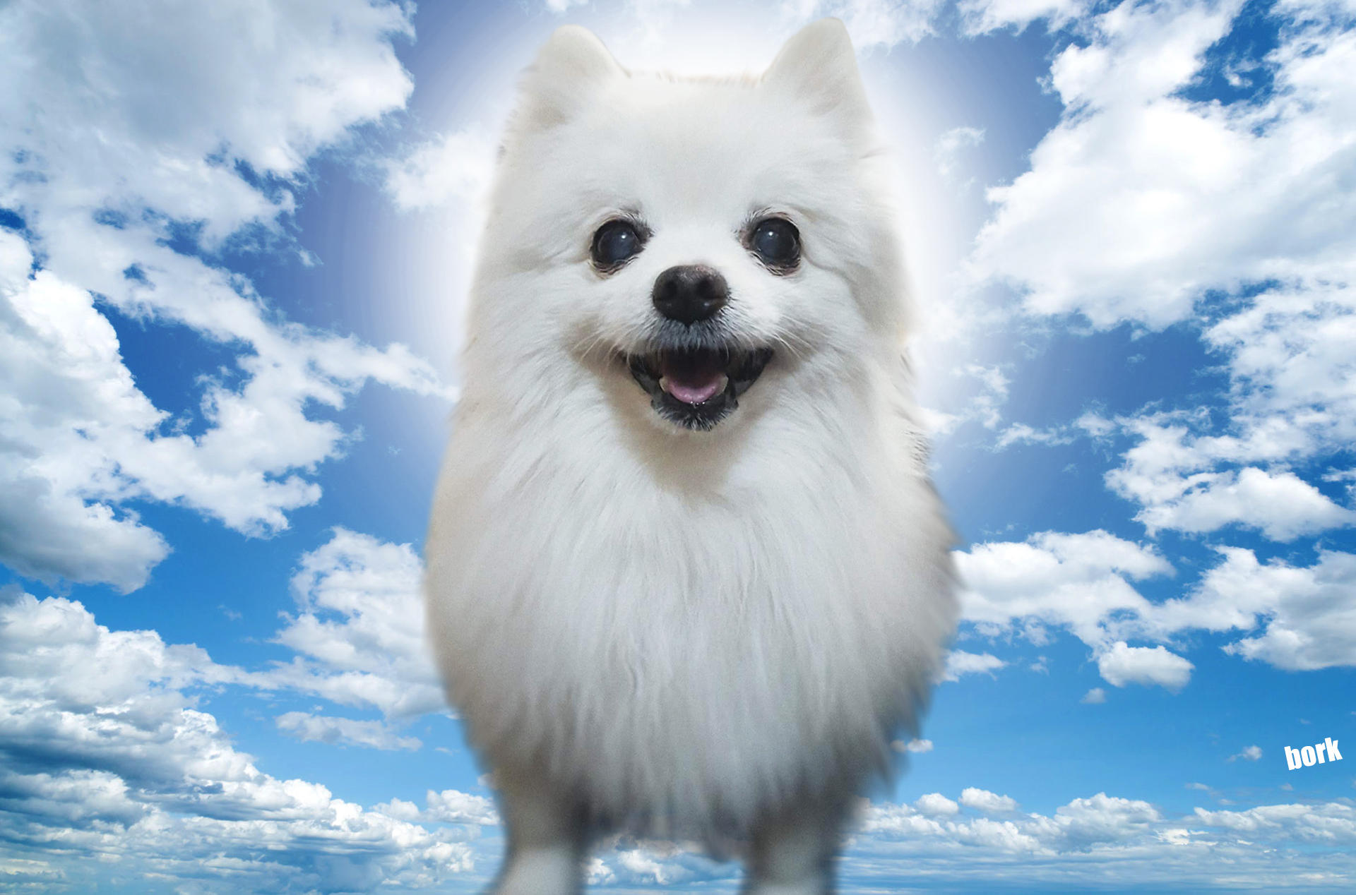 gabe the dog wallpaper gabe the dog wallpaper