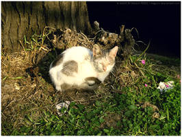 Do Not Disturb by maguis