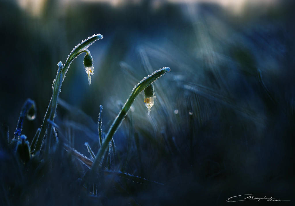Ice lanterns by MaaykeKlaver
