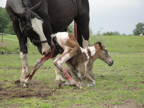 Newborn foal trying to standup by Horselover60-Stock
