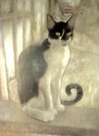 stray cat by 413