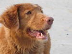 Silke, toller by deephollow