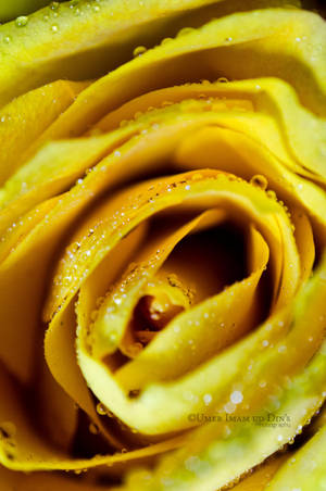 Day 179: Gems on a rose.. by umerr2000 Day 179: Gems on a rose.. by umerr2000