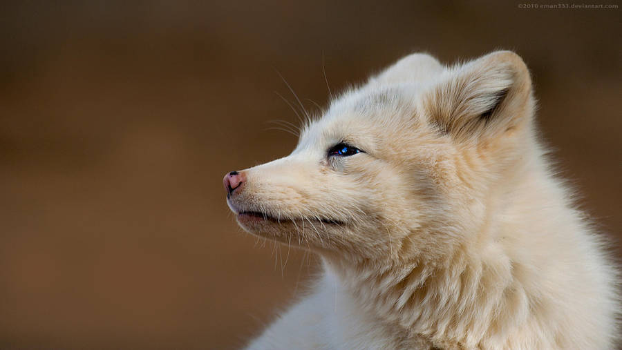 White Fox 1920x1080 by Eman333
