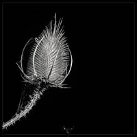 teasel IX by vw1956