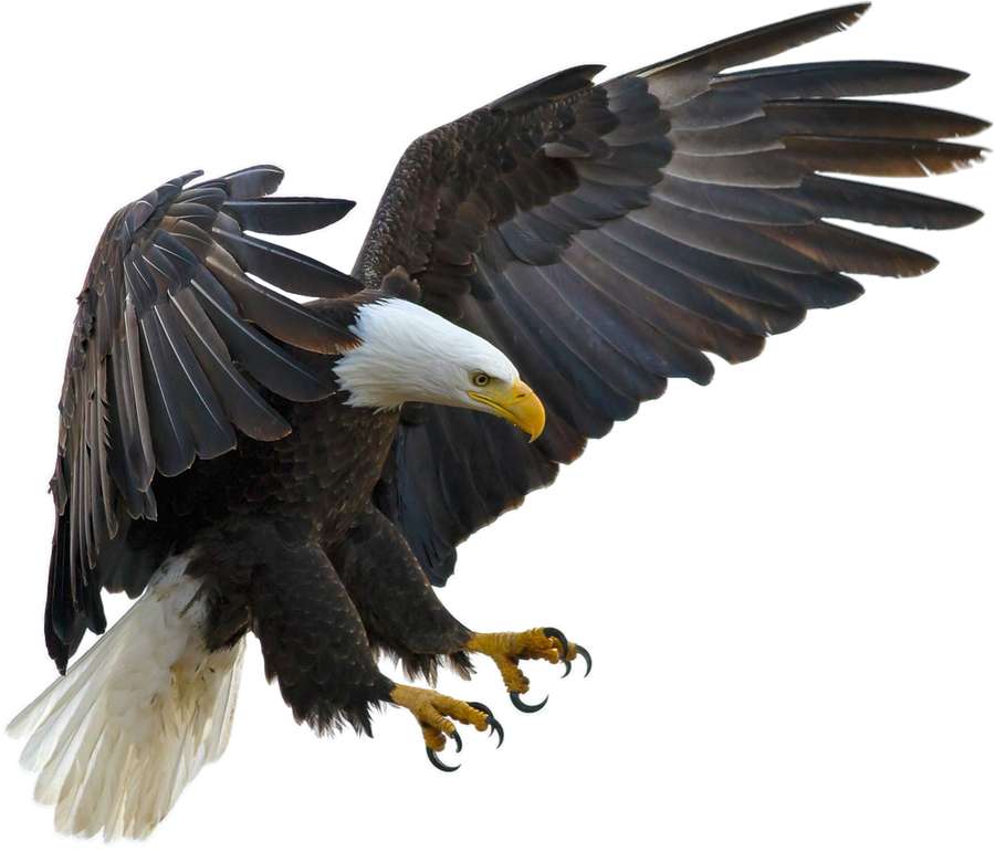 American eagle on a transparent background. by PRUSSIAART on DeviantArt