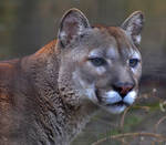 Mountain Lion by Wild-Soul
