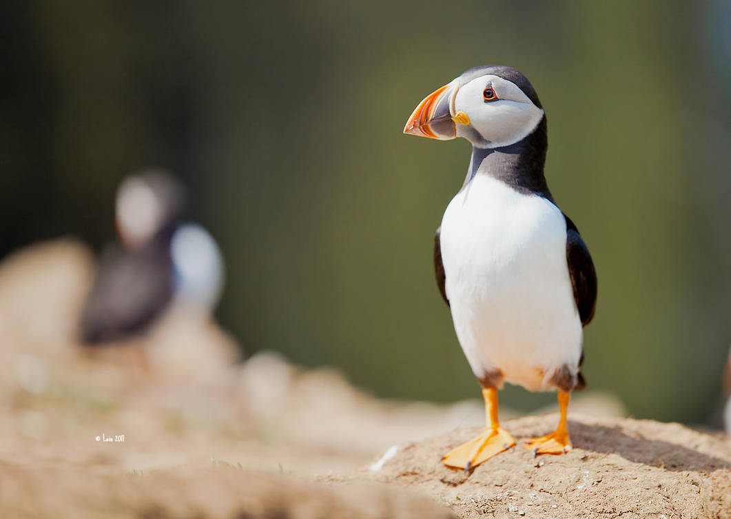 Puffin by Lain-AwakeAtNight Puffin by Lain-AwakeAtNight