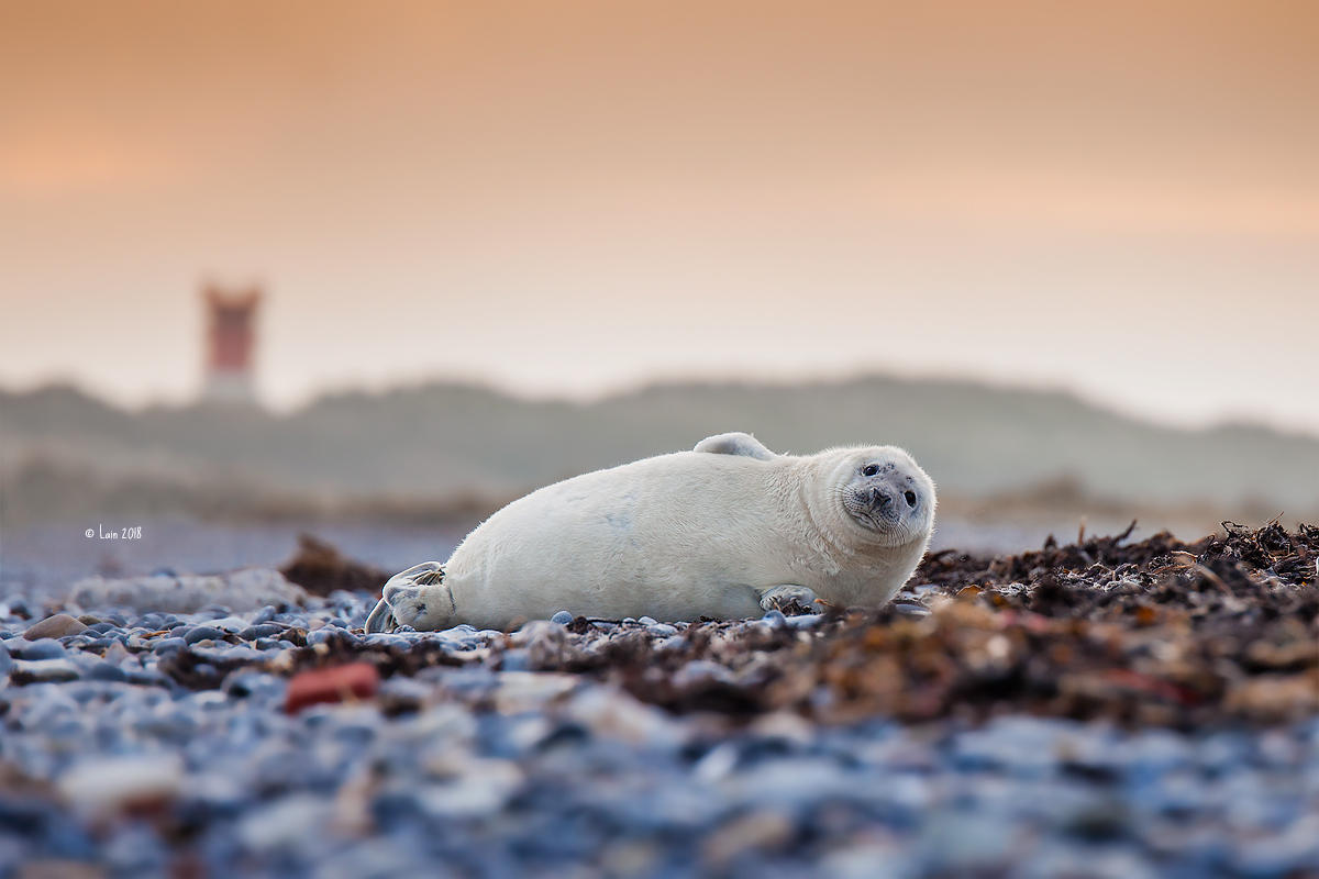 Baby Seal by Lain-AwakeAtNight