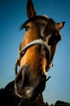 Horse by ploftdk