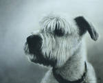 Dog Portrait by Nimbus2005
