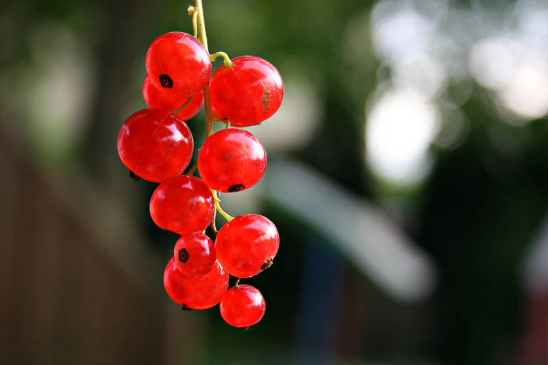 Fruit Collection: Currant by Germanstock