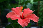 Flower Collection: Hibiscus by Germanstock