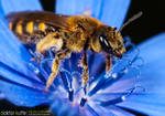 Dancing Bee by Stefano-Coltelli