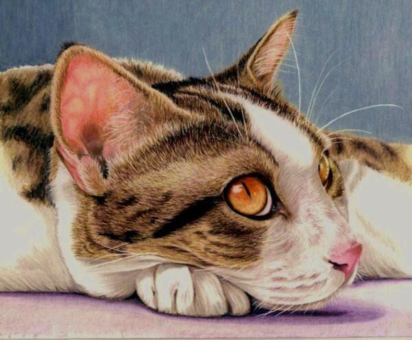 Eyes of a Calico by anniecanjump