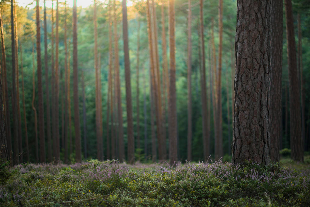 Forest 10 by fallen-cherubim
