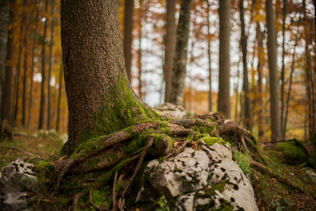 Tree by fallen-cherubim