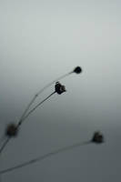 The silence in your voice by shelovessnow