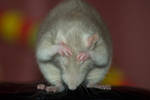 No more pics... PLEASE by da-tigger