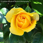 Perfect Yellow Rose by Hitomii