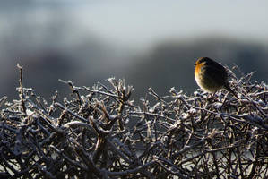 Who ate all the pies? by h-e-photography