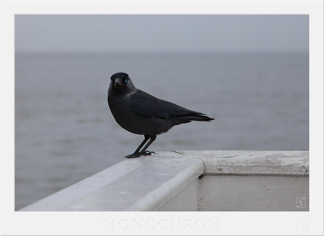 monochrom by Zyklotrop