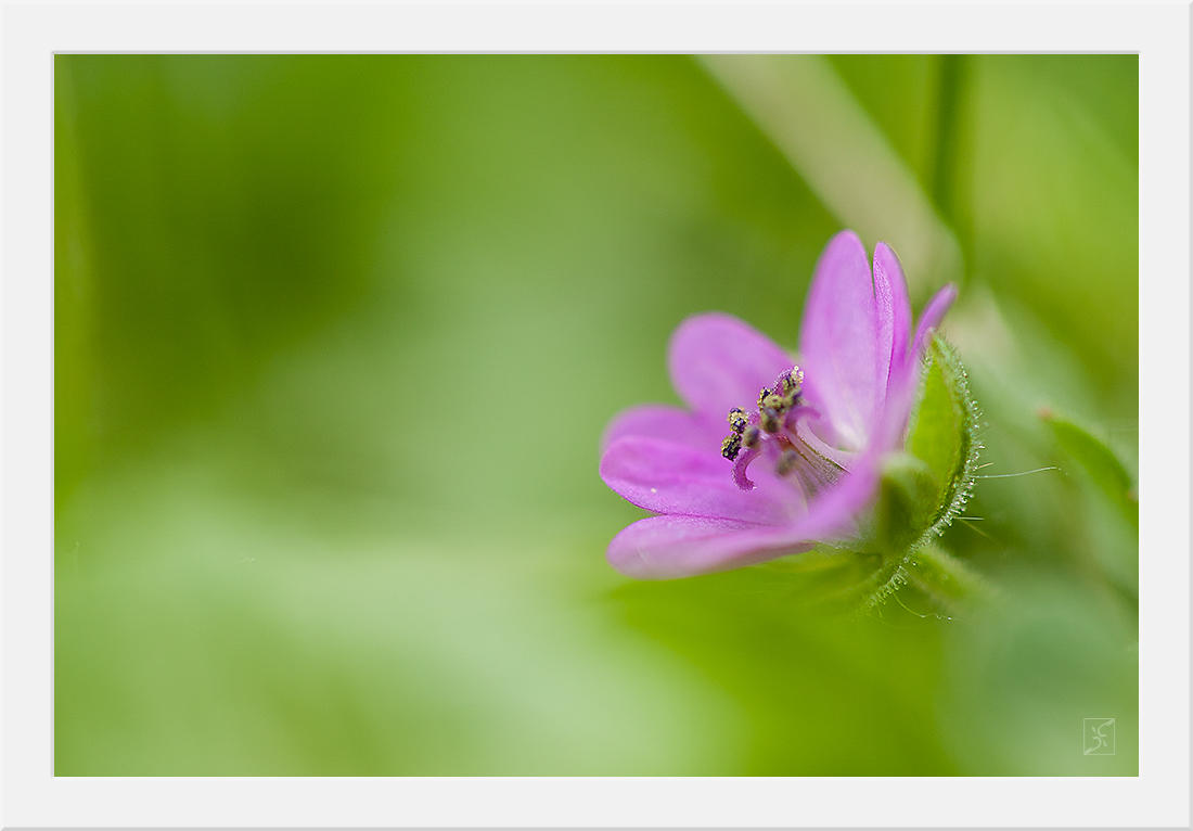 The Spot by Zyklotrop