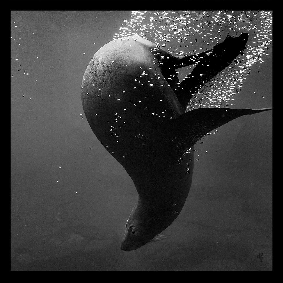 Dive by Zyklotrop