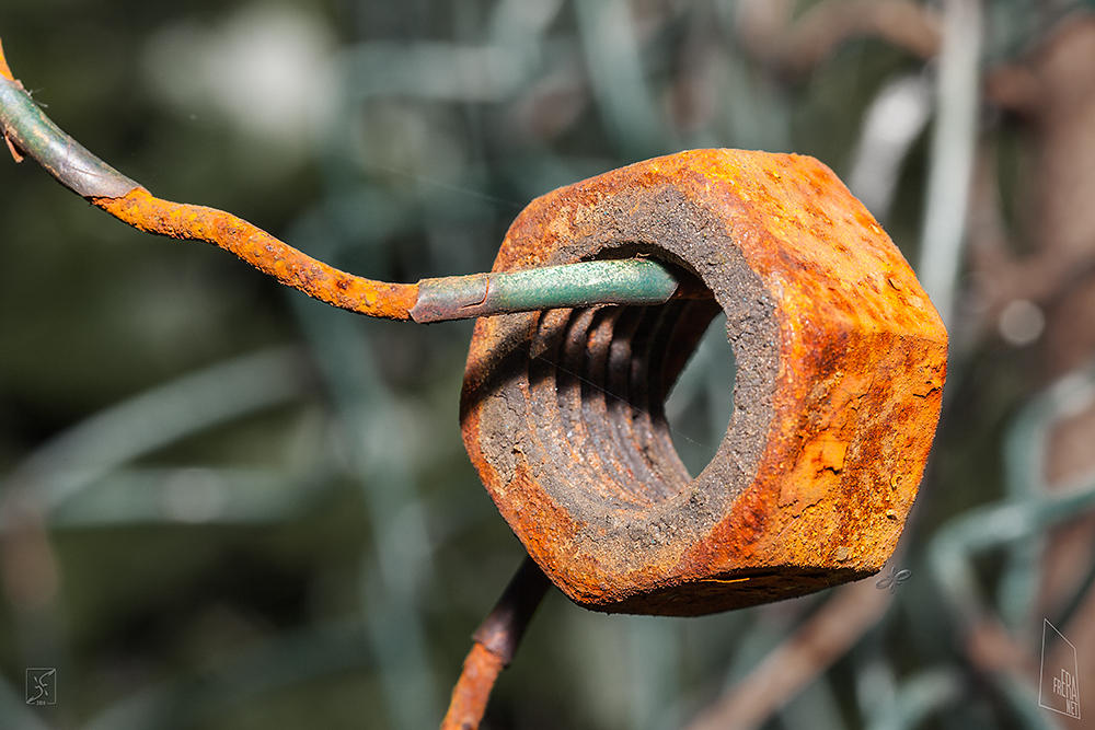 auld nut by Zyklotrop