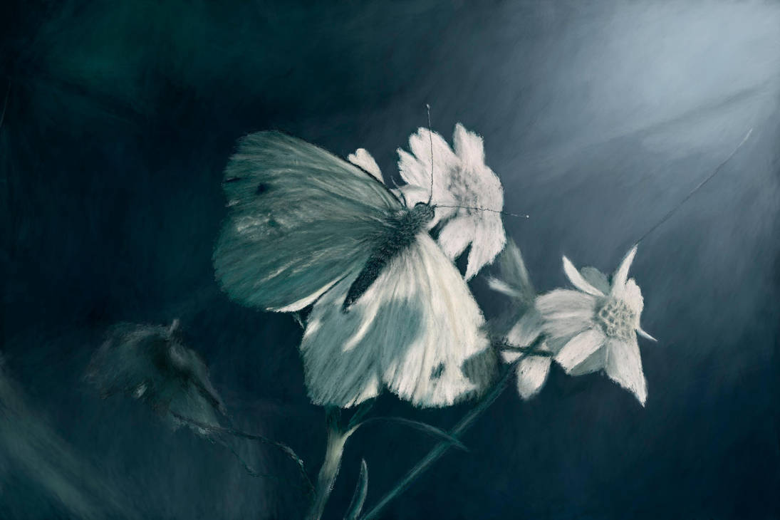 White Butterfly by ConfirmedBurger