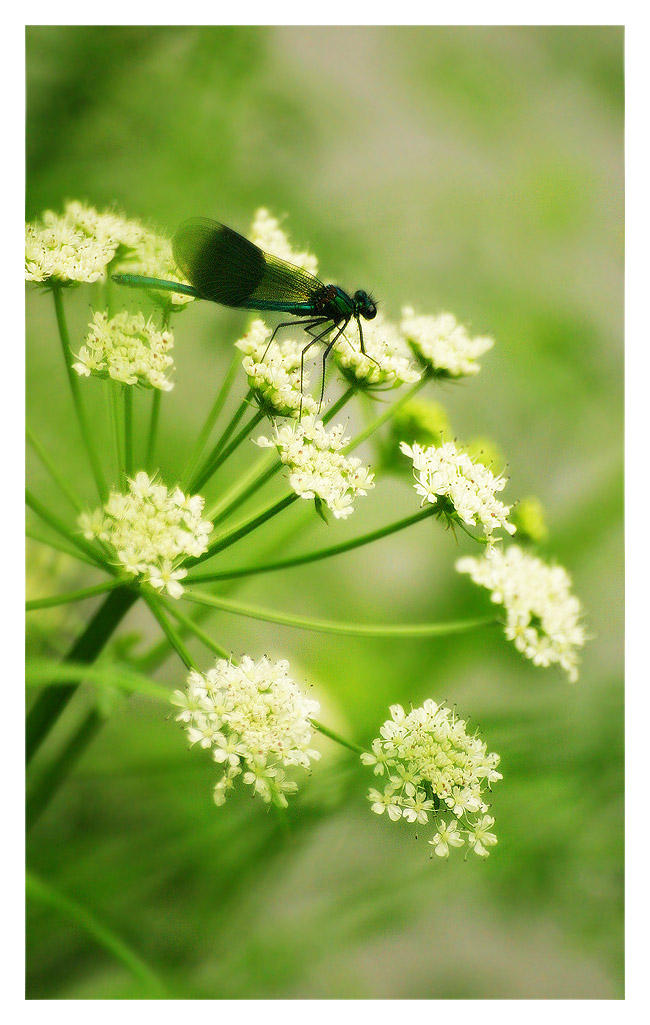 Dragonfly by alyn