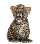 jaguar 8 by bouzid27