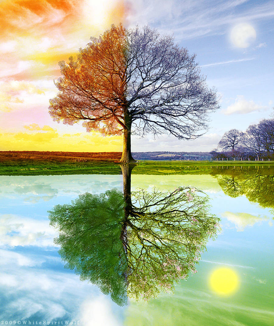 4 Seasons by WhiteSpiritWolf