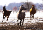 .Running Free. by WhiteSpiritWolf
