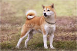 .:Shiba Inu:. by WhiteSpiritWolf