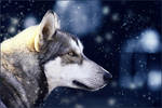 .:Gift for you:. by WhiteSpiritWolf